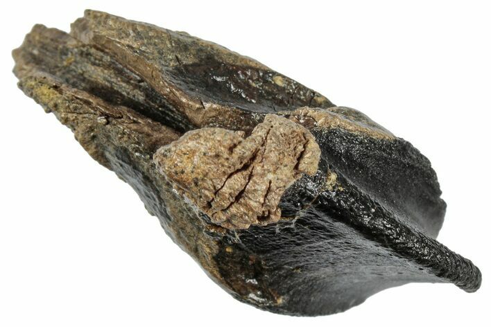 Gorgeous, Rooted Fossil Triceratops Tooth - Wyoming #358156